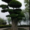 杨先生