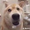yESnLPSXDW