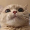 后期PK